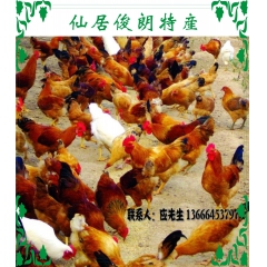散养土鸡  仙居土鸡 本地三黄鸡  营养丰富肉质鲜美