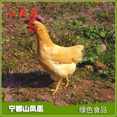 长期销售 早熟性优质肉大三黄鸡 宁都原生态黄鸡