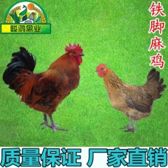 批发供应青脚麻鸡苗 狮头鹅苗 彩凤鸡 灵山土鸡苗 斗鸡苗 三...