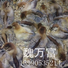 四川隆昌富惠鸡苗总汇(孵化厂)鹅苗.鸭苗.三黄鸡.清脚麻鸡