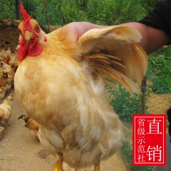 江西赣南农家原生态虫草土鸡 散养放养三黄鸡 宁都黄鸡原产地批...