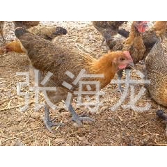 专业养殖基地厂家长期出售 优质青脚土鸡 三黄鸡 草鸡 家禽批...