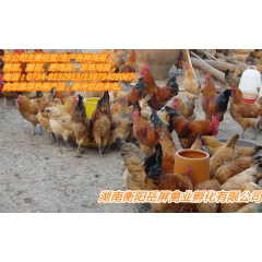 青脚土鸡苗/青脚麻鸡/湘黄鸡/三黄鸡