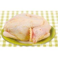 【丰富营养】鸡肉三黄鸡  厂家直销三黄鸡  特价供应三黄鸡