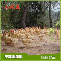 大量批发 江西优质名鸡 宁都黄鸡 山凤凰低价活鸡土三黄鸡