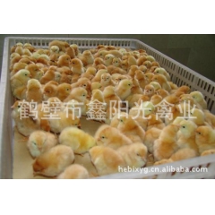 三黄鸡，三黄土鸡，三黄鸡苗