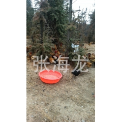 ~常年提供优质土鸡 三黄鸡 白耳黄鸡 三黄白耳鸡鸡苗