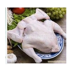 厂家直销优质三黄鸡 肉食鸡烧烤专用肉鸡  烧烤用鸡