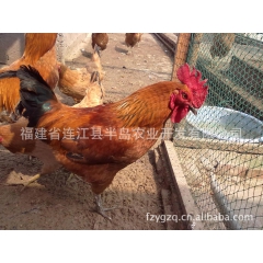 供应肉鸡，麻鸡，三黄鸡，鸡苗