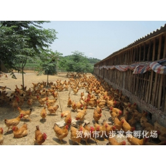 假三黄鸡  三黄鸡  三黄项鸡  三黄中鸡  三黄鸡批发  ...