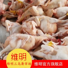 批发出售 美味鲜佳冰鲜鸡 优质新鲜三黄鸡 优质绿色健康食品