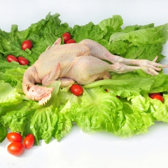 可预订大量优质原生态散养小三黄鸡 肉质鲜美现杀生态营养鸡