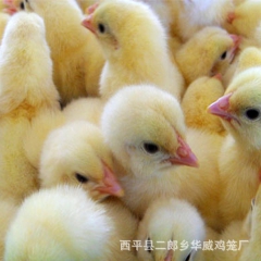 中华老字号 东阿阿胶桃花姬阿胶糕300g