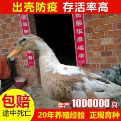 批发大种农家养殖大肉鸭 安义花边肉鸭 四点花肉鸭 价格实惠