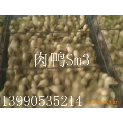 长年供应优质撄桃肉鸭..Sm3