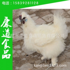 厂家直销 养生乌鸡 冷冻乌鸡 原种乌骨鸡  乌鸡白条