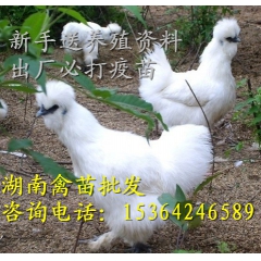 白凤乌鸡苗 竹丝鸡苗（白乌鸡、名贵食疗珍禽）专业孵化批发