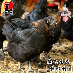 利贞乌鸡 乌骨鸡 永定散养乌鸡 1年阉鸡 4斤以上 客家原生...
