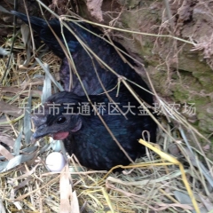 大金玖农场现货供应五黑一绿原生态放养乌鸡 滋补炖鸡 量大从优
