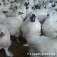 白凤乌鸡 泰和乌鸡 优质乌鸡种苗 生态养殖商品乌鸡脱温鸡苗