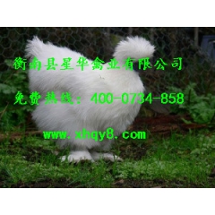 厂家直销大量供应优质竹丝鸡又称乌鸡，乌骨鸡