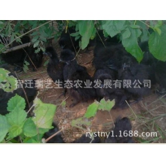 黑乌鸡种苗  良种鸡苗 药膳乌鸡 泰和乌鸡 公司供应提供养殖...