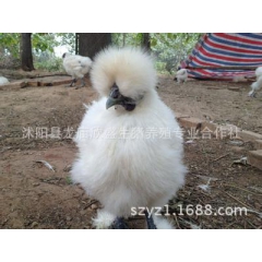 白凤乌鸡 顶级乌鸡苗泰和乌鸡苗 批发纯种乌鸡苗乌骨鸡良种乌鸡...