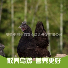 农家散养土鸡 乌骨鸡 乌鸡 五黑鸡 黑乌鸡 跑山鸡孕妇营养月...