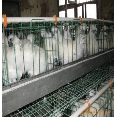 白乌鸡、生态散养乌鸡苗，高成活率包打疫苗包活到家包邮批发