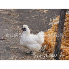 乌鸡种苗 泰和乌鸡 白凤乌鸡 乌骨鸡 生态乌鸡养殖 瑞艺公司...