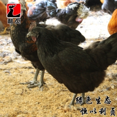 利贞食疗乌鸡永定客家原生态散养吃谷物4斤以上2年阉乌鸡