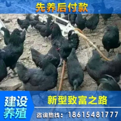 批发供应绿色生态果林放养绿壳蛋乌鸡 黑绿壳蛋鸡苗