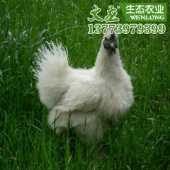 乌鸡种苗 泰和乌鸡 白凤乌鸡 乌骨鸡 生态乌鸡养殖 基地直销