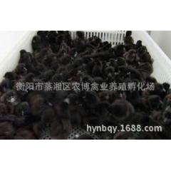 衡阳农博养殖场鸡苗批发 黑乌鸡 乌骨鸡 乌鸡苗