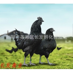 孵化鸡苗 五黑一绿鸡 绿壳蛋鸡苗 乌鸡  销量高五黑一绿鸡苗