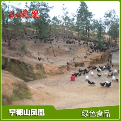 专业供应 绿壳蛋黑脚乌鸡 江西黑羽青年鸡（150日龄）