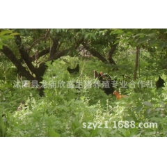 土鸡养殖环境散养模式生态土鸡林下草鸡绿壳蛋鸡黑乌鸡