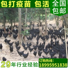 湖北农家散养乌鸡 高成活率纯种脱温乌鸡苗 乌鸡鸡苗批发