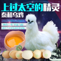 泰和乌鸡 原种乌鸡 农林散养 土鸡乌骨鸡草鸡走地鸡生鸡肉