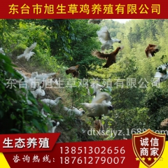 苏东旭生 乌鸡 乌骨鸡 正宗散养 绿色无激素 孕妇 产妇滋补...
