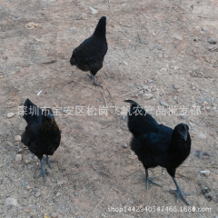 批发供应绿色生态果林放养绿壳蛋乌鸡 黑鸡
