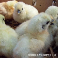 白凤乌鸡 泰和乌鸡 优质乌鸡种苗 生态养殖商品乌鸡