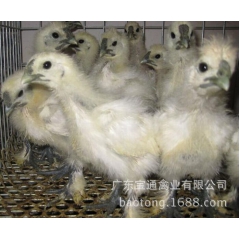 白乌鸡 又是药鸡 白凤乌鸡苗批发 也叫竹丝鸡苗此鸡苗滋补作用...