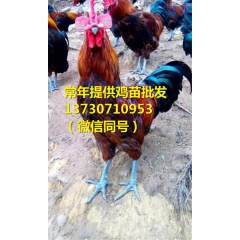 延安半大鸡苗售价,半大鸡苗资金