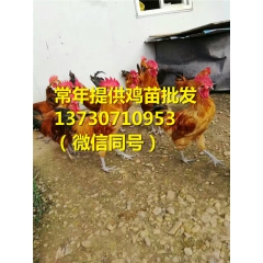 咸阳青脚红羽土鸡苗售价,青脚红羽土鸡苗政
