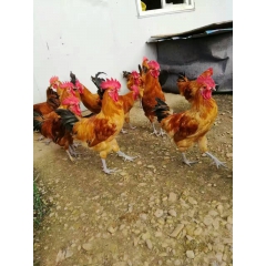 铁岭雏鸡销售点,雏鸡视频