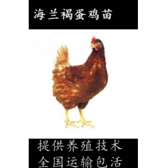 乐昌蛋鸡苗-海兰灰-海兰褐-绿壳蛋鸡出售
