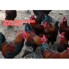 重庆璧山县小鸡苗出售，小鸡苗厂家