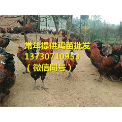 商洛青脚红羽土鸡苗价格,青脚红羽土鸡苗政