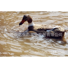 养殖麻鸭优质蛋鸭 高产蛋率麻鸭 麻鸭抵抗力强 回收老鸭 免费...